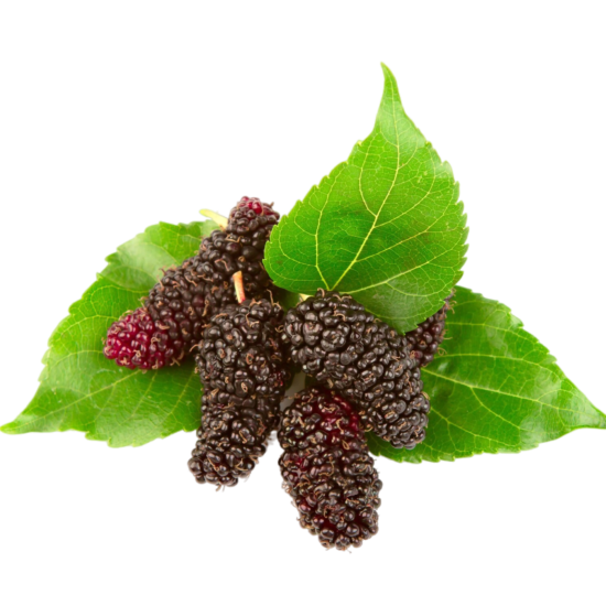Mulberry Leaves Powder - Image 4